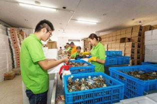 数字浪潮中的乡村振兴 电商交易额创新高，羽绒产品畅销海外